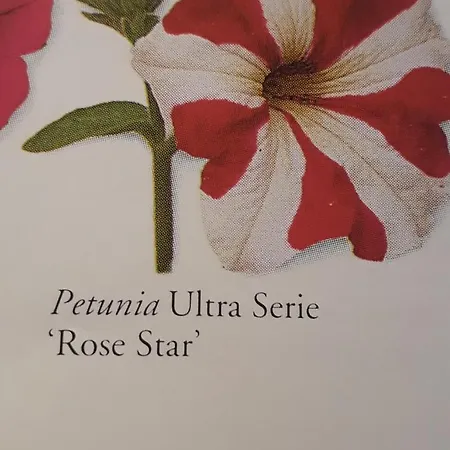 Rote Petunie